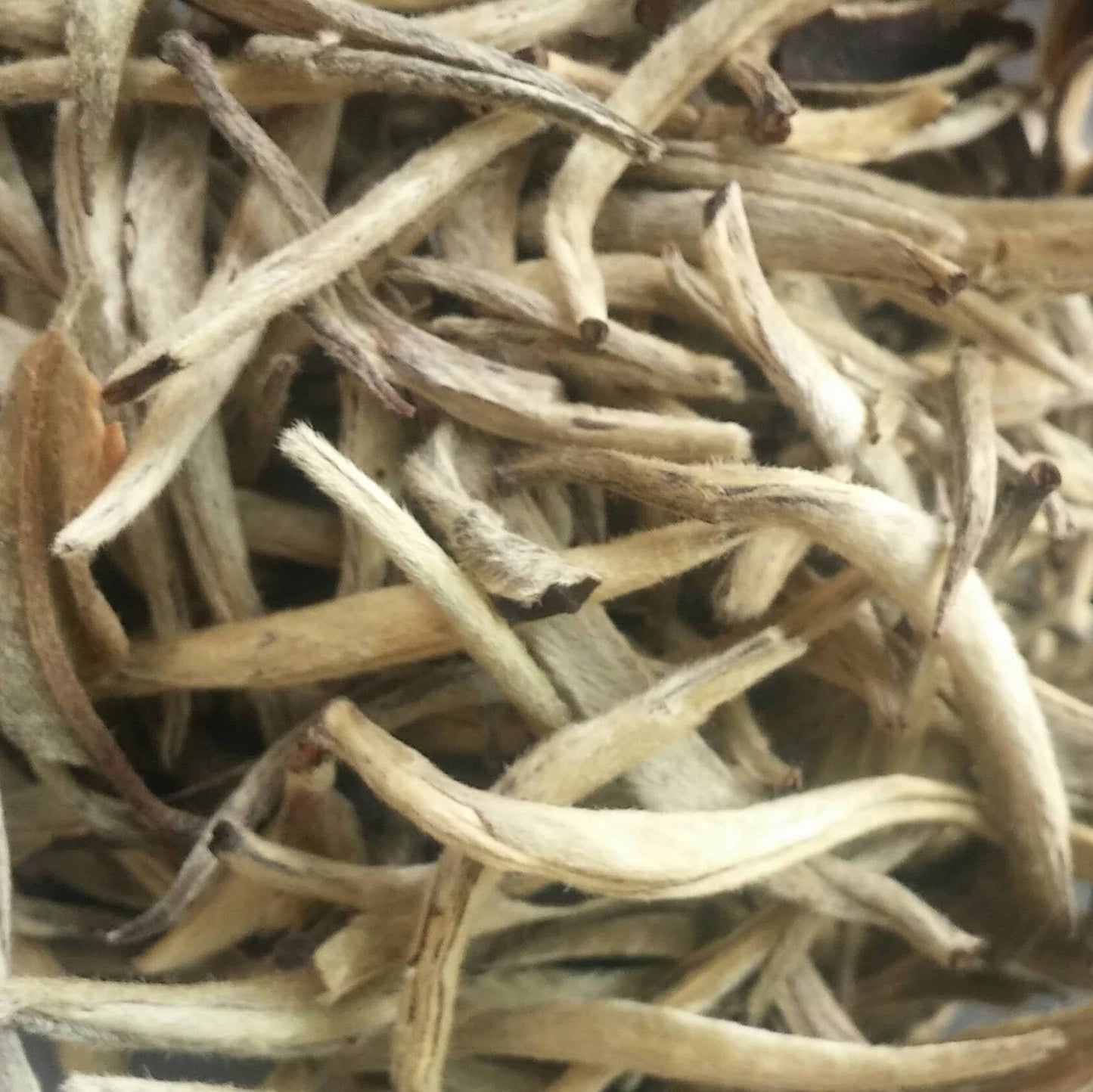 Organic Silver Needle: 1 ounce