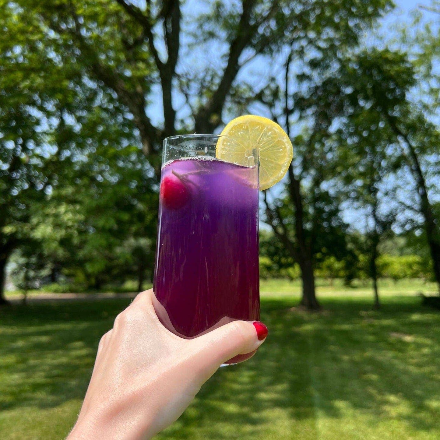 Blue Butterfly Tea | Loose-Leaf Butterfly Pea Flower Tea