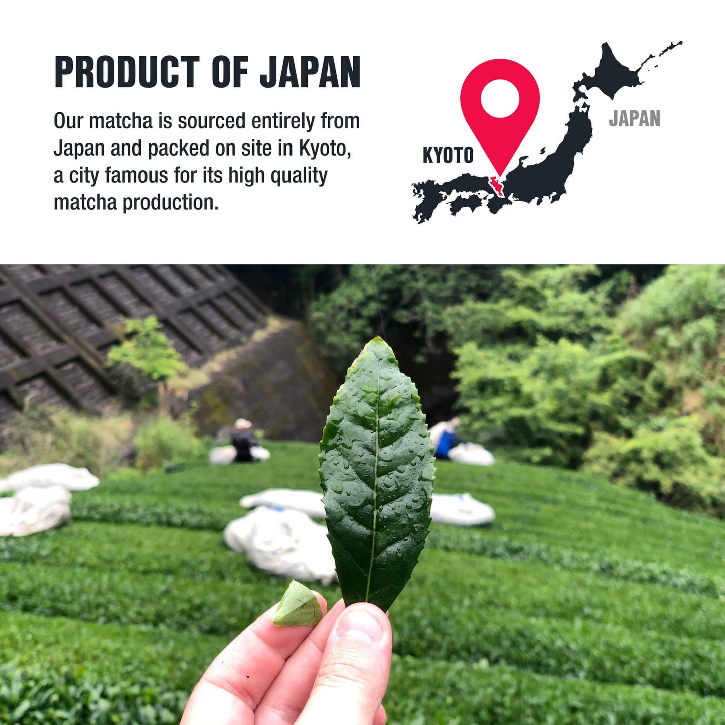 Superior Grade Matcha - Japanese Green Tea Powder